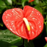 Cum se ingrijeste anthurium